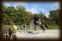 Centre équestre, enseignement de différentes disciplines (dressage, obstacle, attelage, voltige, trec...)